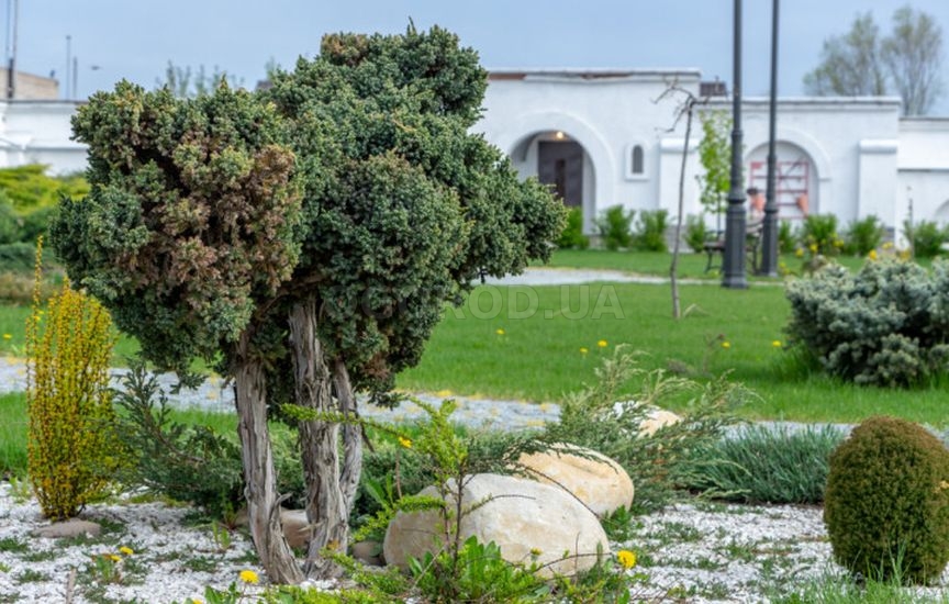 С чем и где посадить можжевельник – 9 стильных вариантов