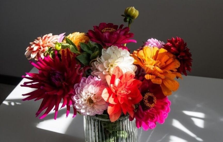 Однолетники или многолетники: что выбрать Однолетники или многолетники: что выбрать