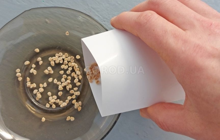 Как вырастить здоровую рассаду томатов