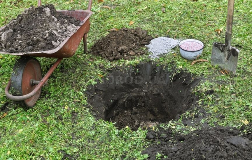 Что посадить рядом с елкой: плодовые и декоративные культуры Что посадить рядом с елкой: плодовые и декоративные культуры