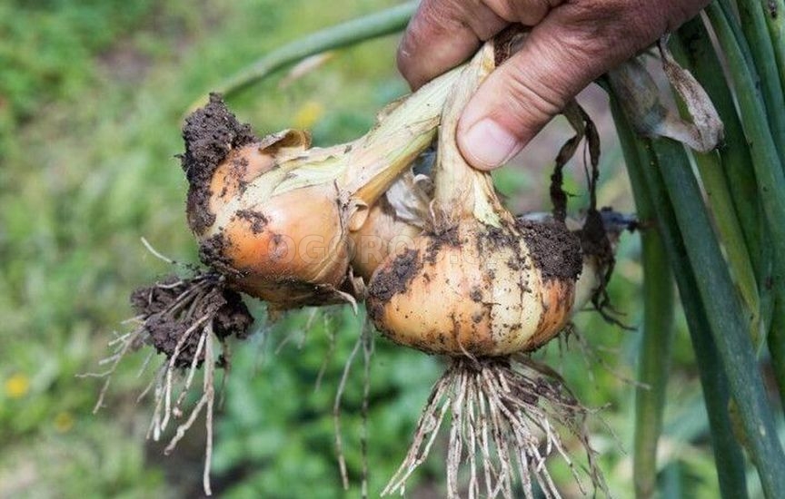 Ошибки зимнего хранения овощей