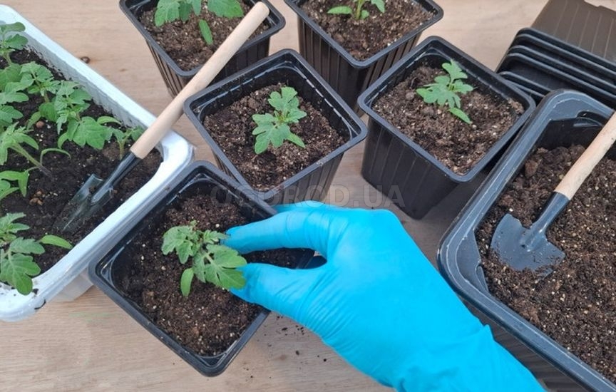 Как вырастить здоровую рассаду томатов