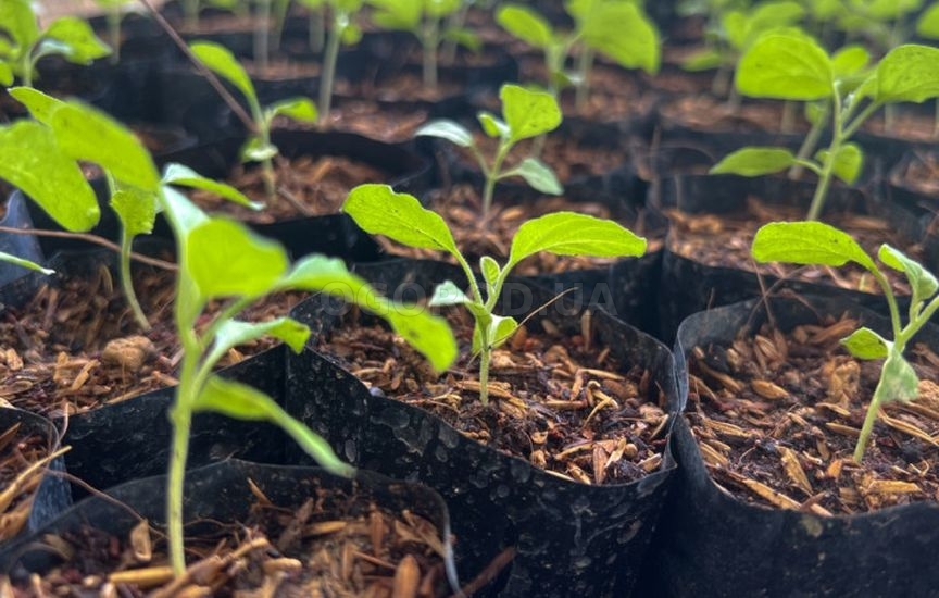 Как грамотно подготовить емкости для рассады Как грамотно подготовить емкости для рассады