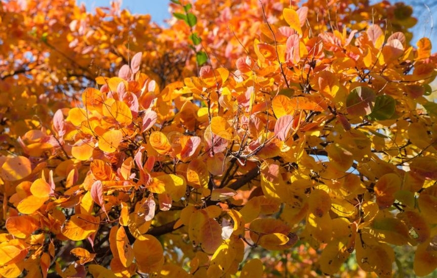 «Короли осени»: 10 кустарников, которые особенно хороши в конце сезона
