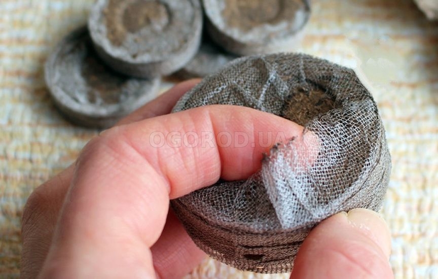 Рассада в торфяных таблетках: пошаговая инструкция