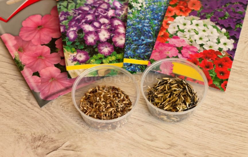 Когда сеять цветы на рассаду: сроки для однолетников и двулетников