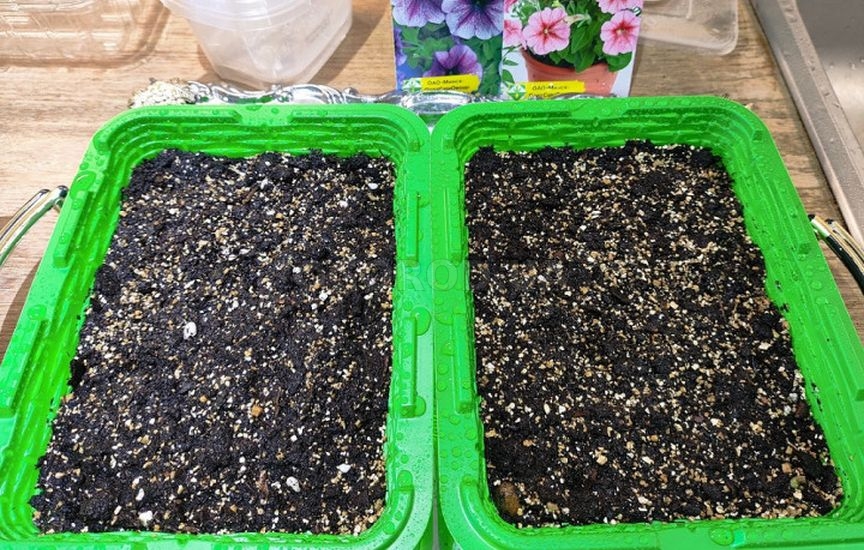 Что делать, если рассада остановилась в росте