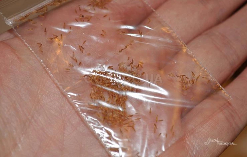 Как посадить и вырастить пампасную траву рассадным способом для украше