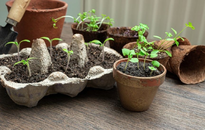 Как грамотно подготовить емкости для рассады: стерилизация, выбор формы и материала, лайфхаки
