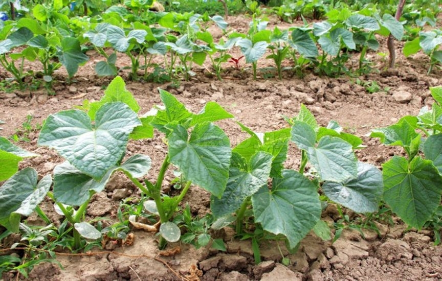 Что можно посеять и посадить в июне, чтобы собрать урожай осенью Что можно посеять и посадить в июне, чтобы собрать урожай осенью