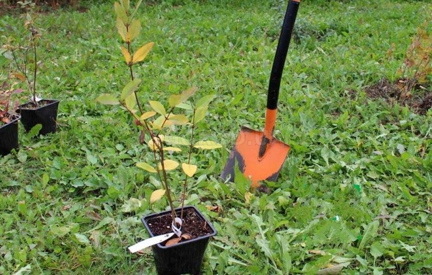 Что посадить рядом с елкой: плодовые и декоративные культуры Что посадить рядом с елкой: плодовые и декоративные культуры