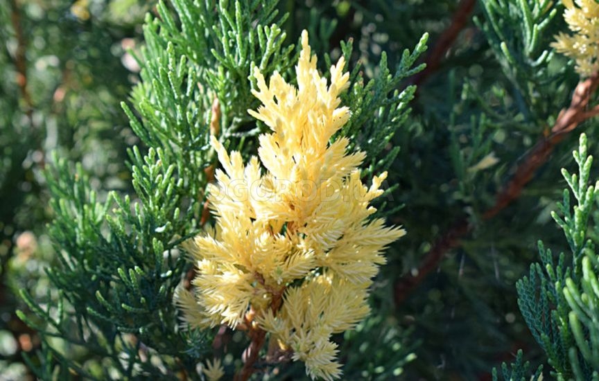 С чем и где посадить можжевельник – 9 стильных вариантов