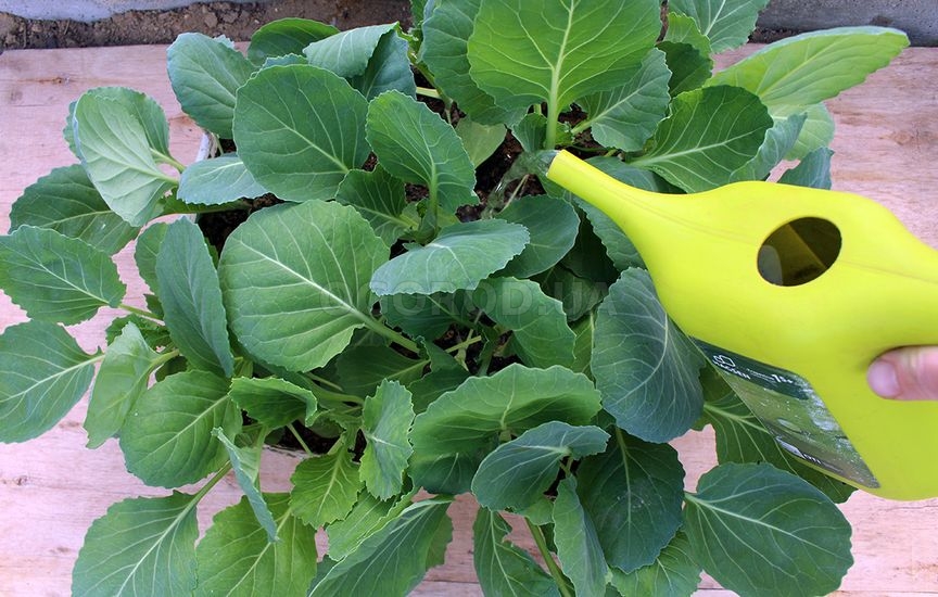 Рассада капусты: сроки и уход