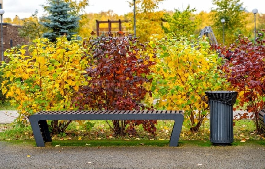 «Короли осени»: 10 кустарников, которые особенно хороши в конце сезона