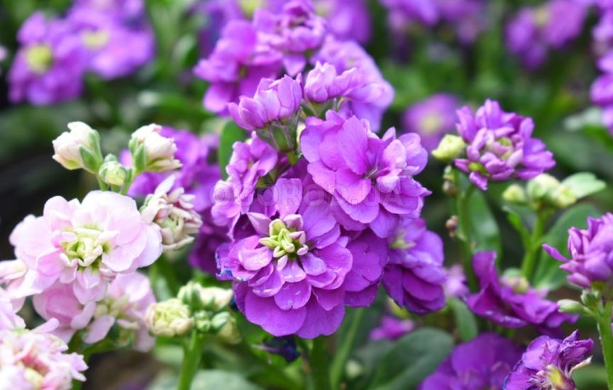 Какие цветы посеять прямо в грунт в апреле-мае