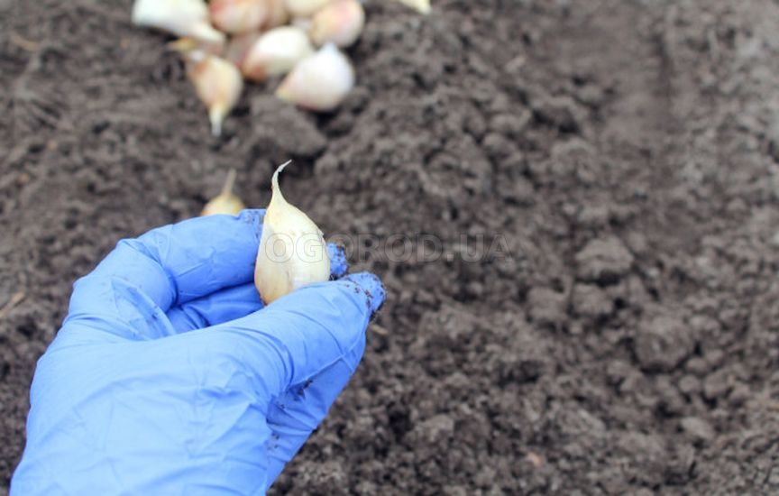 Что делать, если не успели посадить чеснок до холодов