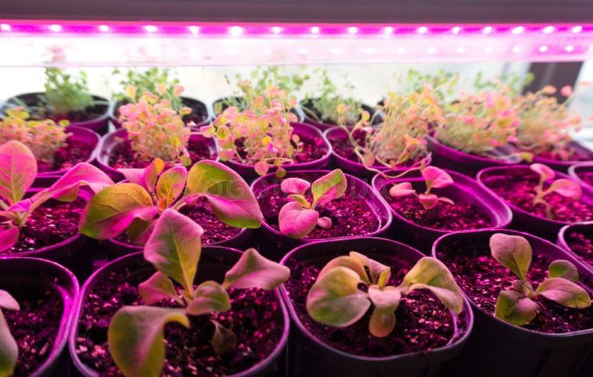 Когда сеять цветы на рассаду: сроки для однолетников и двулетников