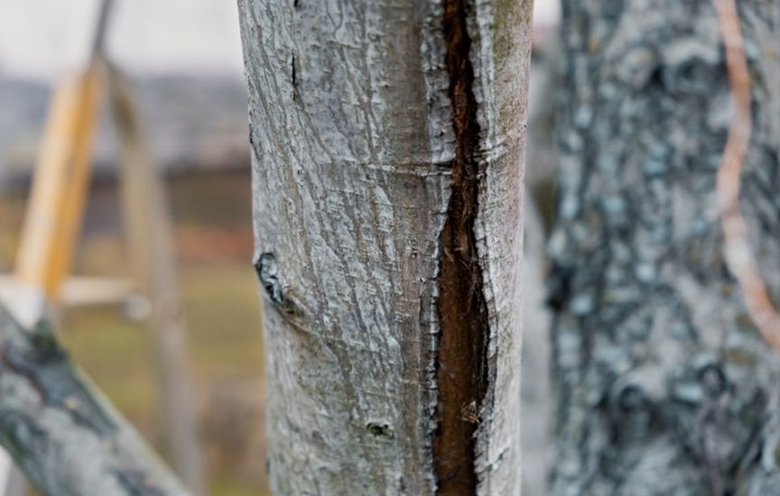 Что делать в саду и огороде в марте