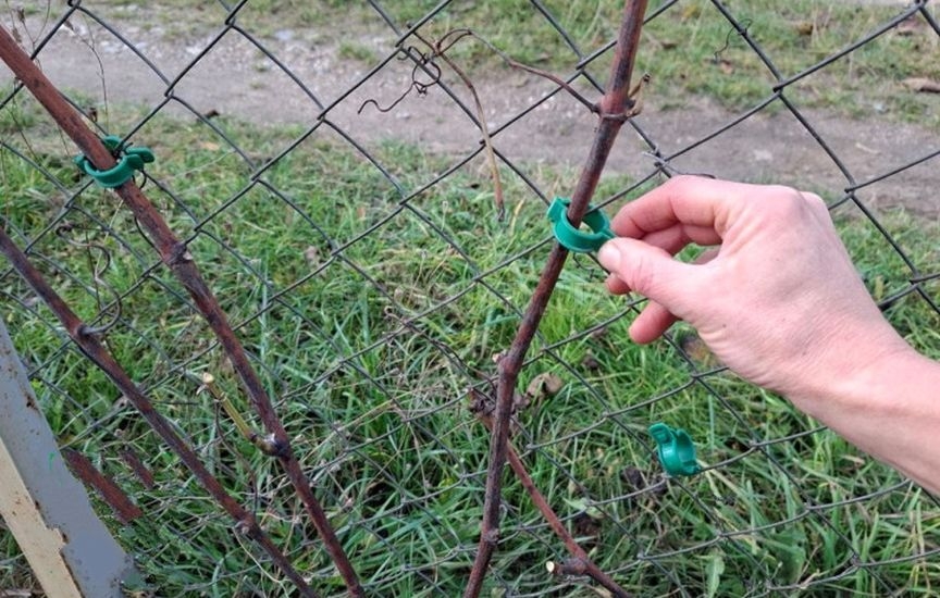 Укрытие винограда: советы опытного садовода Укрытие винограда: советы опытного садовода