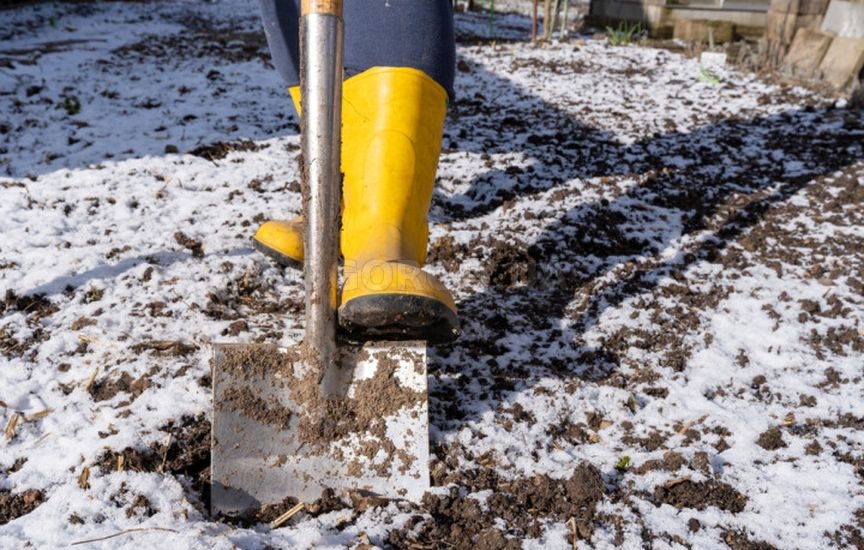 Что делать, если не успели посадить чеснок до холодов Что делать, если не успели посадить чеснок до холодов