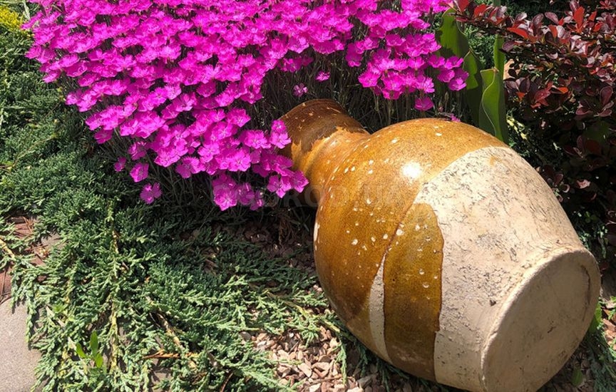 С чем и где посадить можжевельник – 9 стильных вариантов