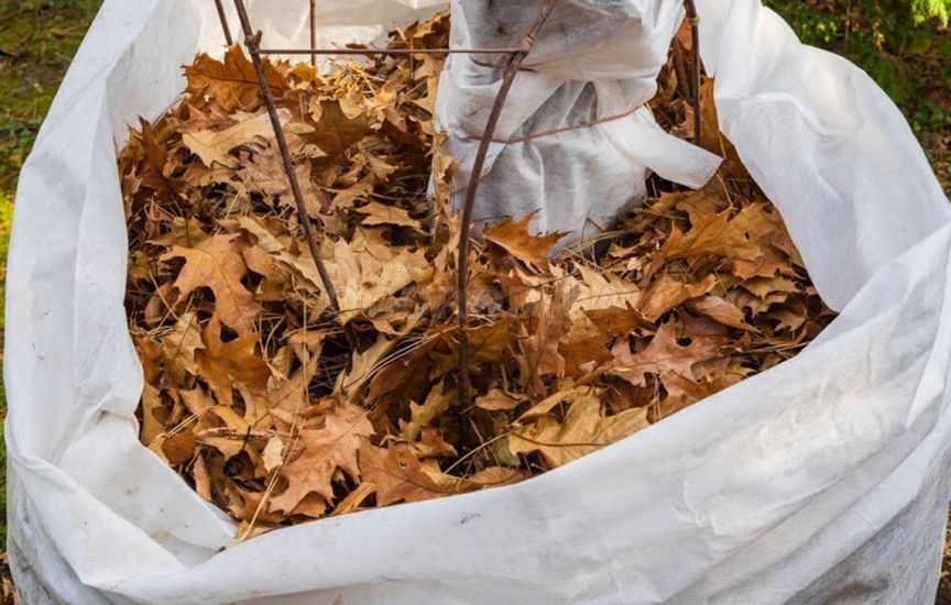 Как сберечь молодые саженцы в первую зиму Как сберечь молодые саженцы в первую зиму