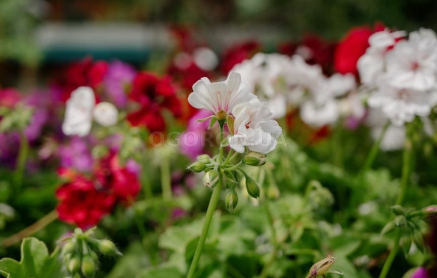 Какие цветы можно сеять на рассаду уже в январе