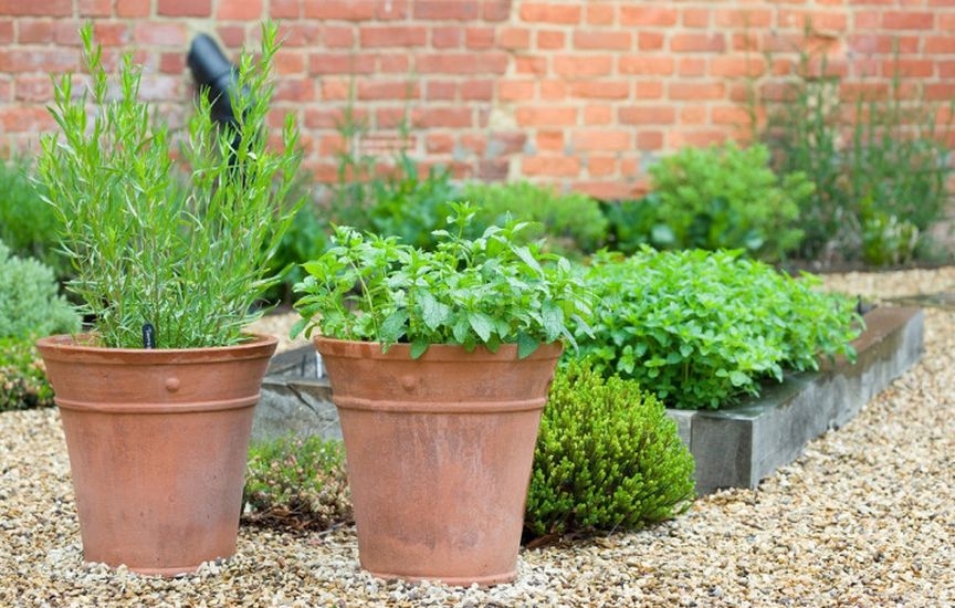 Планировка участка на будущий год