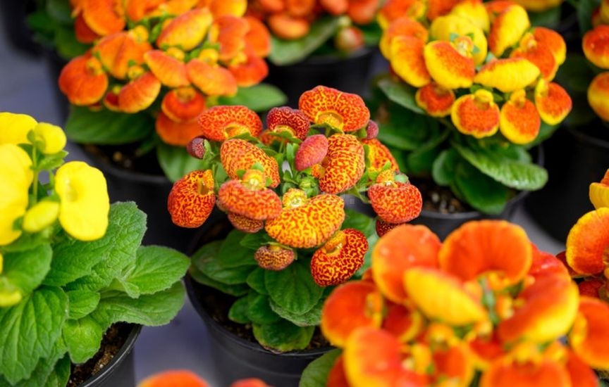 Какие цветы можно сеять на рассаду уже в январе