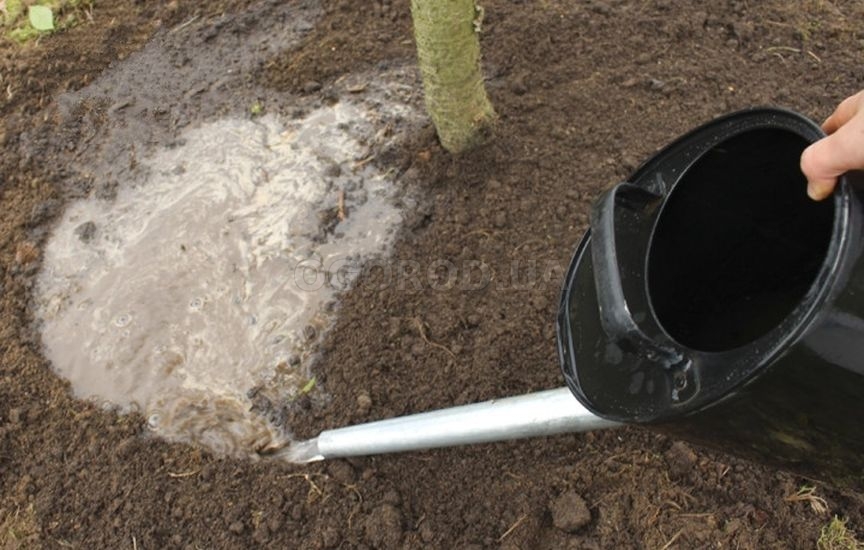 Обязательные весенние подкормки сада: составы и сроки