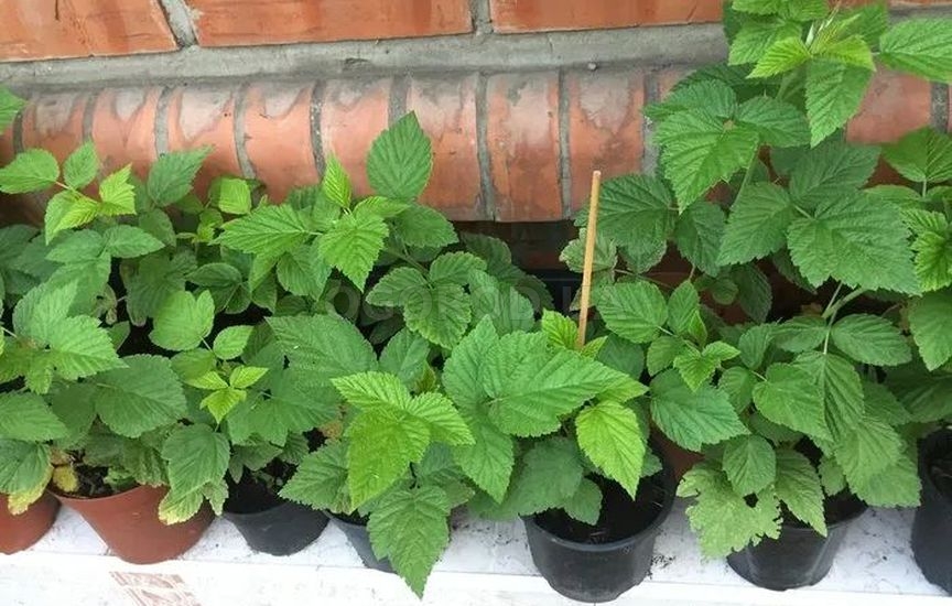 Малина из семян в домашних условиях