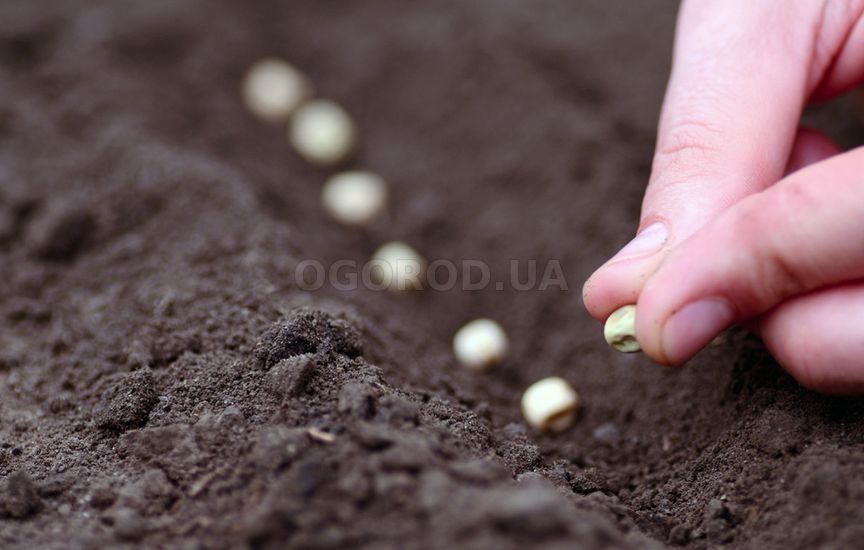 Овощи без рассады