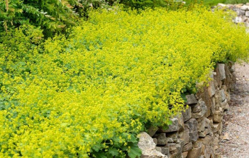 Что посадить в цветнике весной, чтобы цвело всё лето