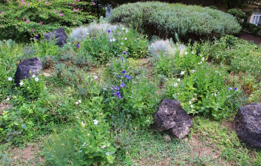 Планировка участка на будущий год