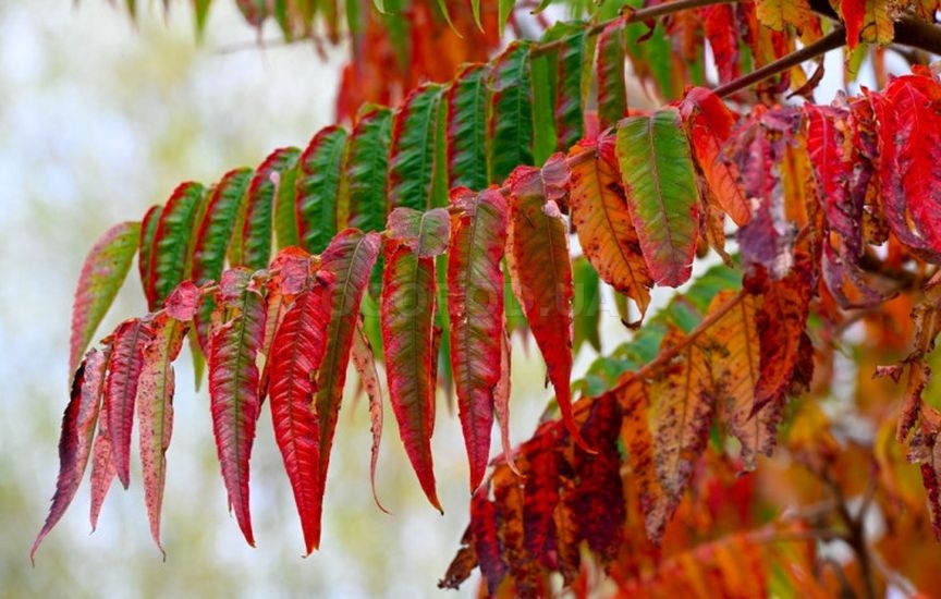 «Короли осени»: 10 кустарников, которые особенно хороши в конце сезона