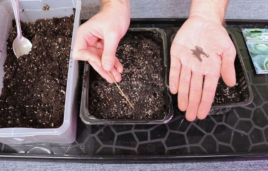 Рассада капусты: сроки и уход