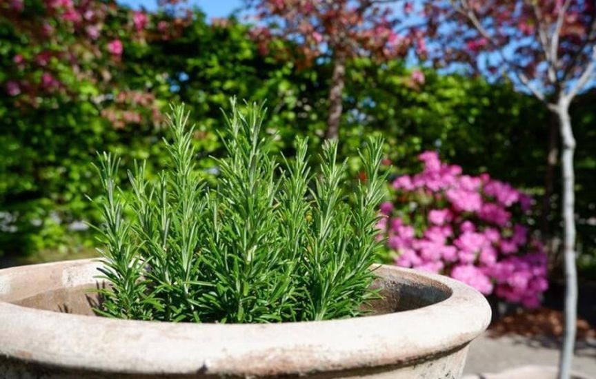 Без «химии»: 5 растений, которые отпугивают вредителей Без «химии»: 5 растений, которые отпугивают вредителей