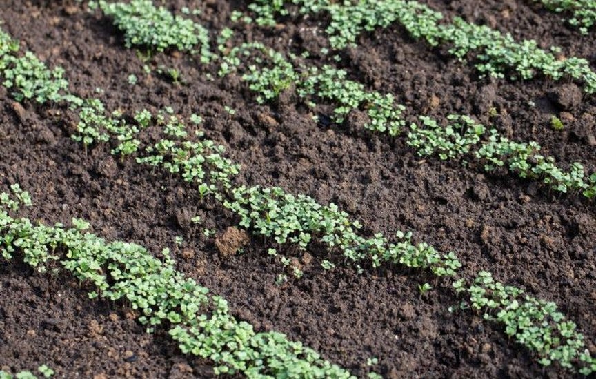 Методы восстановления почвы Методы восстановления почвы