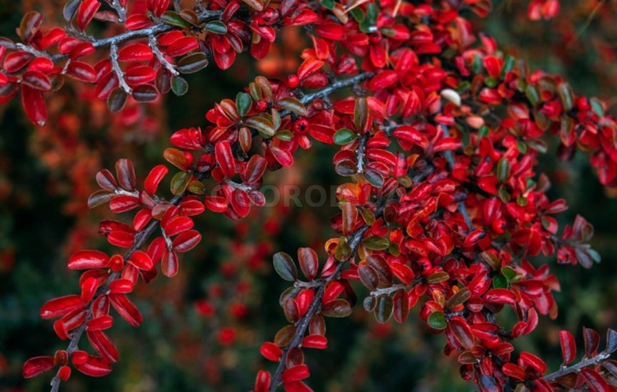 «Короли осени»: 10 кустарников, которые особенно хороши в конце сезона