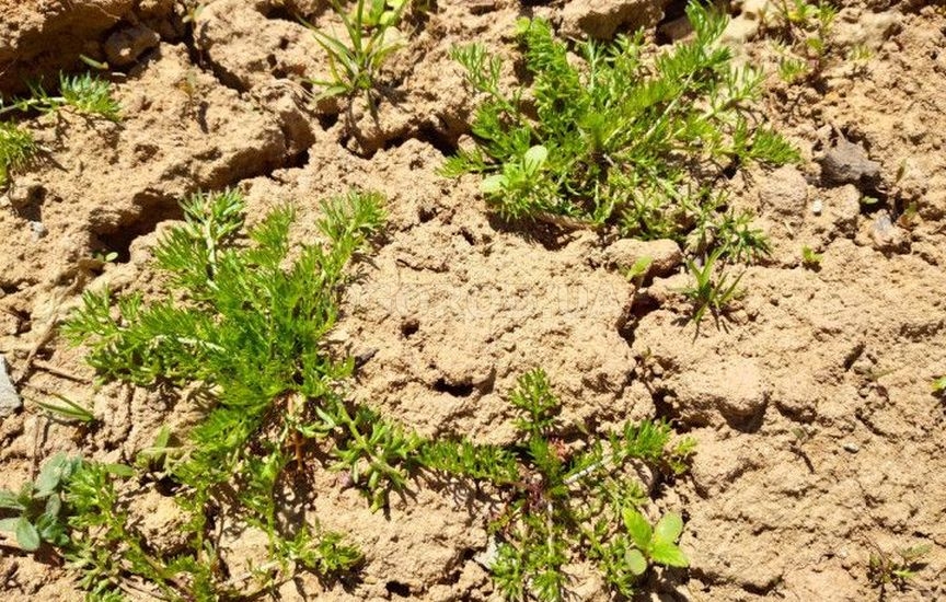 Методы восстановления почвы Методы восстановления почвы