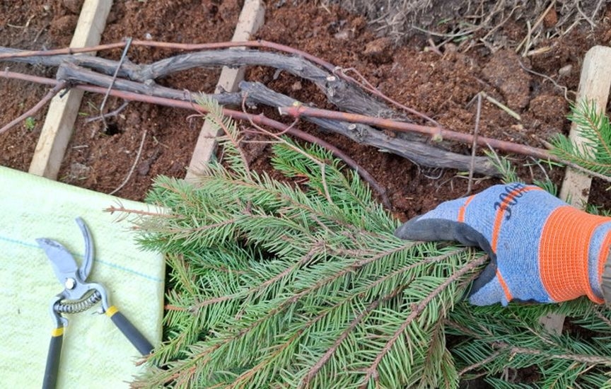 Укрытие винограда: советы опытного садовода