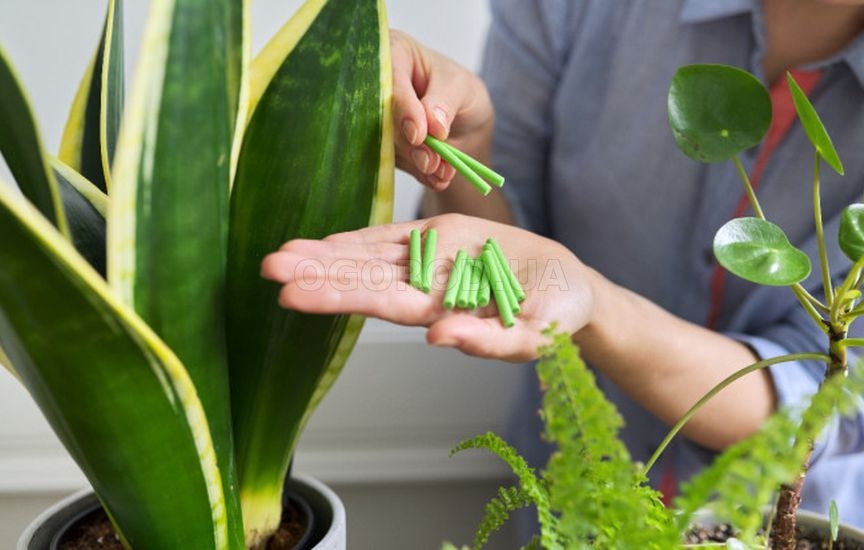 Удобрения в виде палочек: использование и преимущества