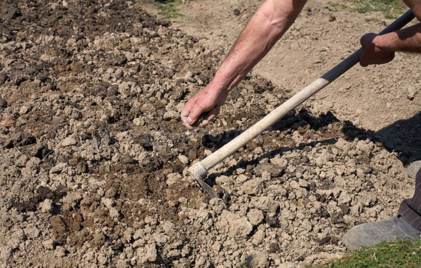 5 секретов сладкой и крупной моркови