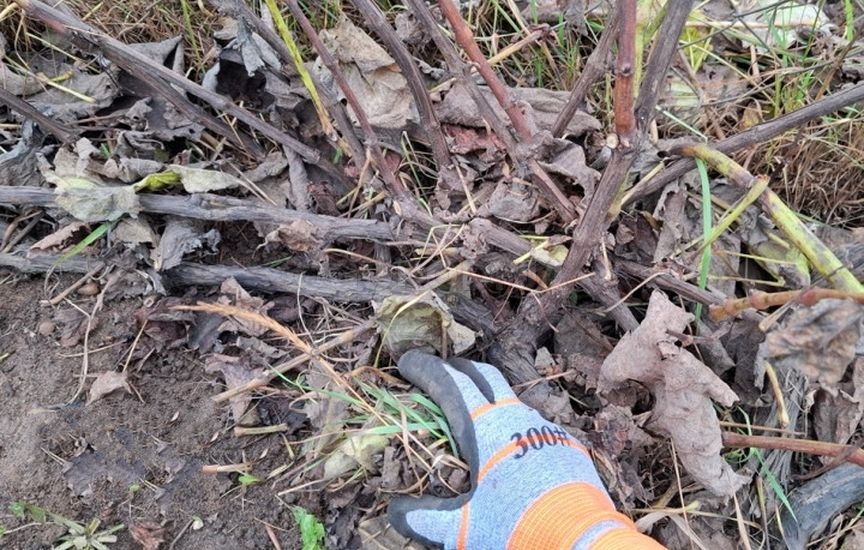 Укрытие винограда: советы опытного садовода Укрытие винограда: советы опытного садовода