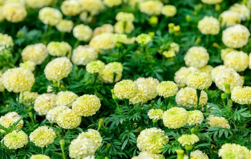 Какие цветы посеять прямо в грунт в апреле-мае