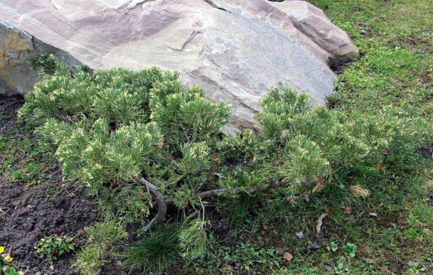 С чем и где посадить можжевельник – 9 стильных вариантов