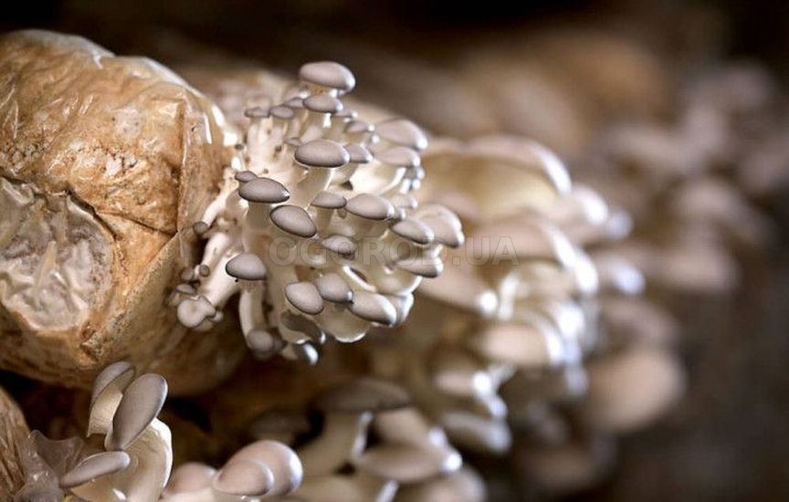 Как заставить теплицу приносить пользу и зимой