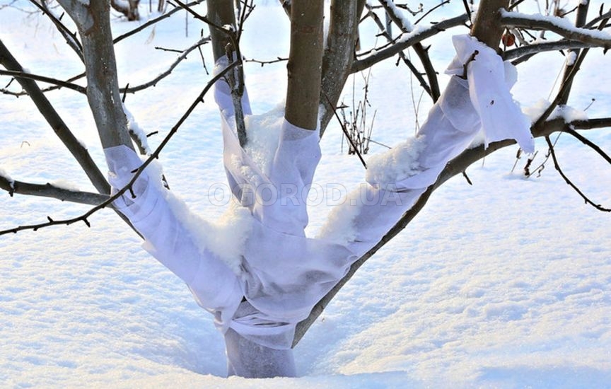 Садовый бинт: как использовать и чем заменить Садовый бинт: как использовать и чем заменить