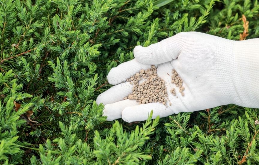 Осенний уход за хвойными растениями Осенний уход за хвойными растениями