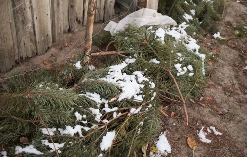 Что делать, если не успели посадить чеснок до холодов Что делать, если не успели посадить чеснок до холодов